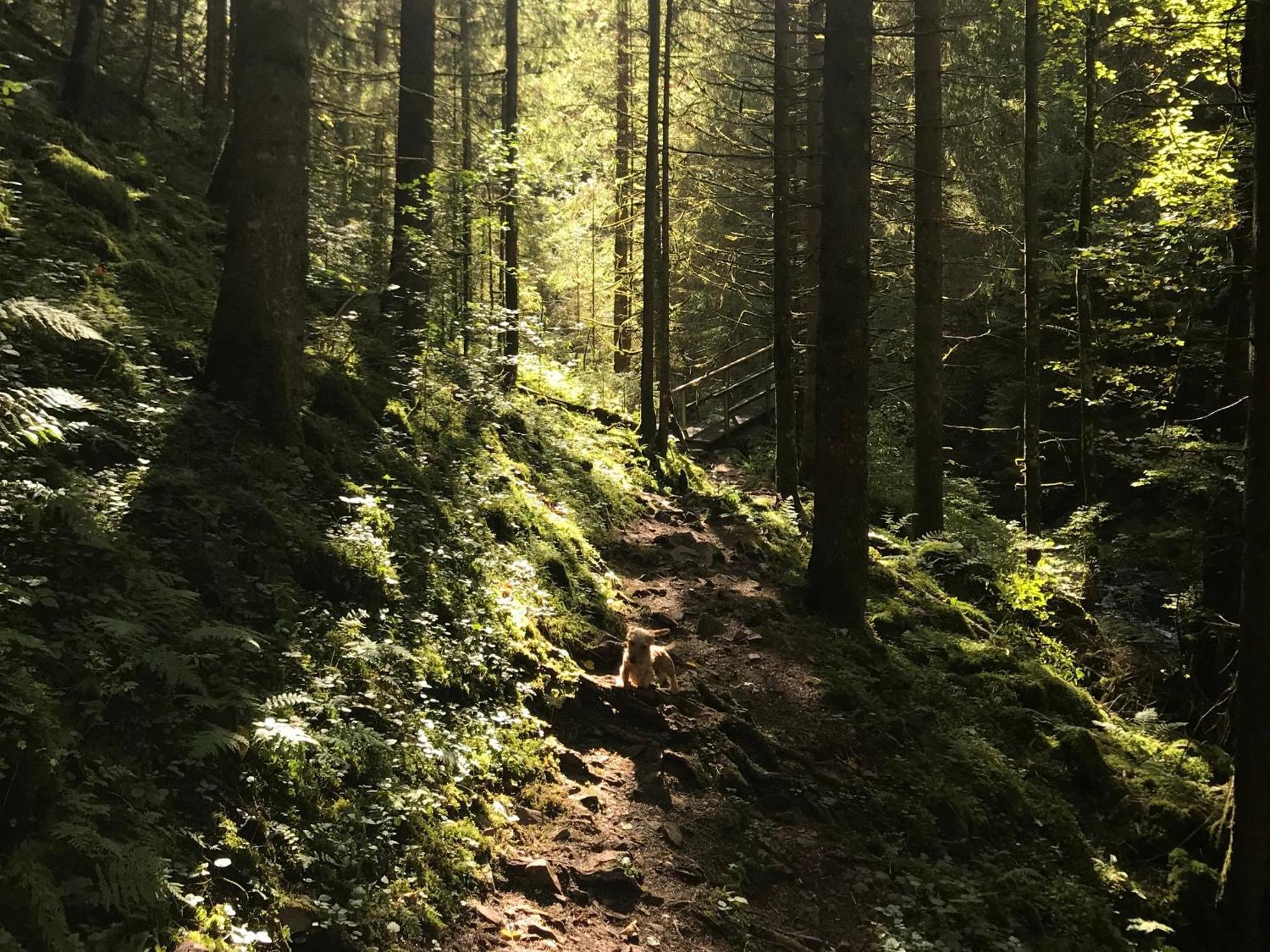 Ferienhaus Robin Titisee-Neustadt Luaran gambar